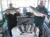 (04/10/2018) - Nice Striped Bass